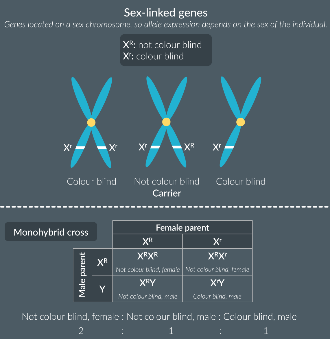 <p>XX = Female</p><p>XY = Male</p><p>Based on sex-linked genes, genes located on a sex chromosome, so allele expression depends on the sex of an individual. For example, more men than women are red-green colour blind.</p><p>There is no alleles on Y chromosome!</p>