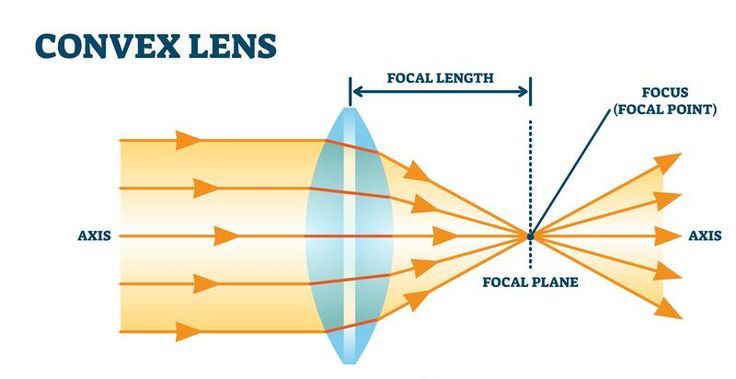 <p>make light rays <strong>converge</strong>, thicker in the middle<br>can make the image larger <em>or</em> smaller.</p><p>larger images are formed when the object is located between the lens and focal point</p><p>smaller images are formed when the object is &gt;2 focal lengths from the lens</p>