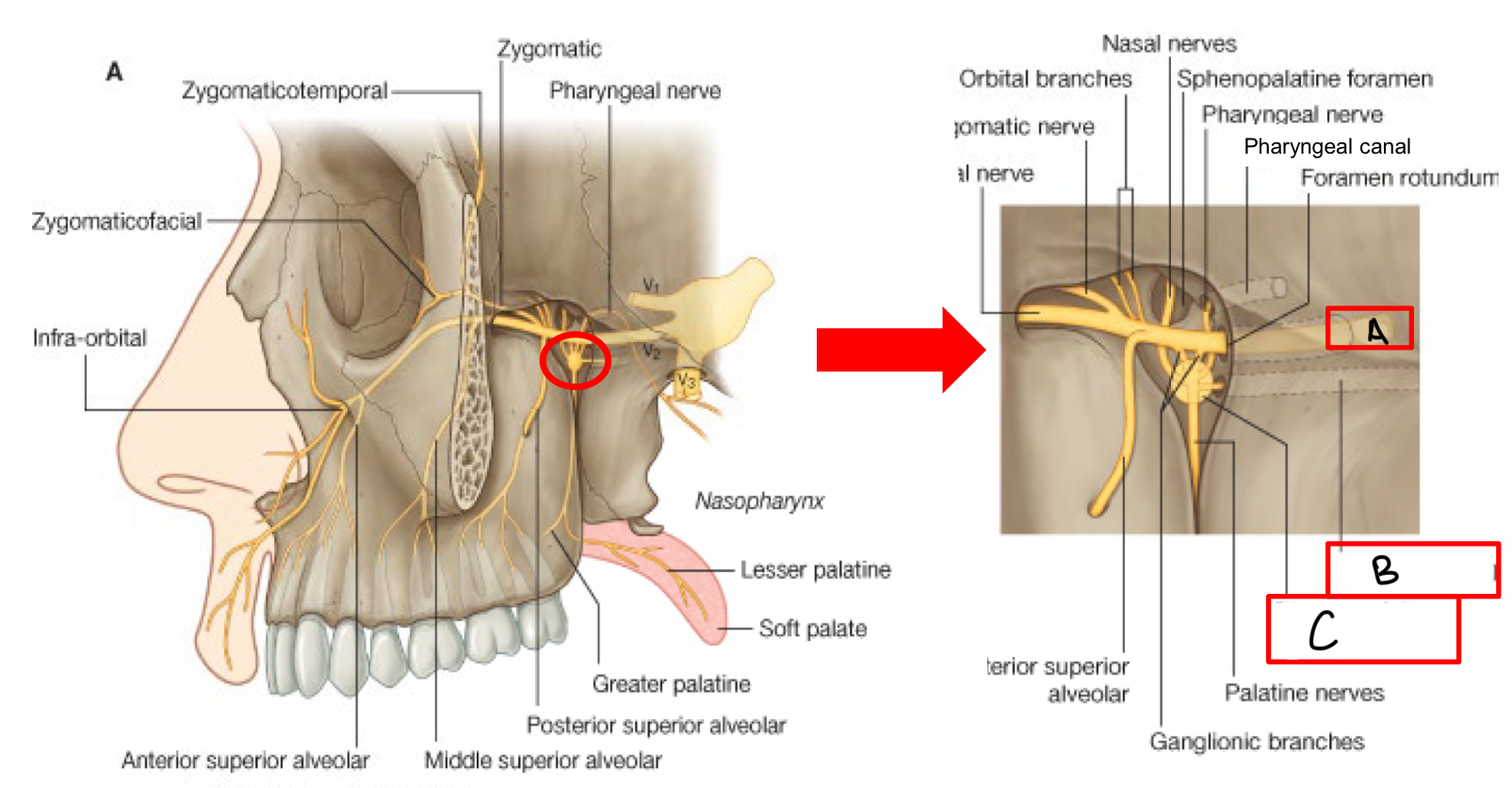 <p>what structure is labeled A?</p>