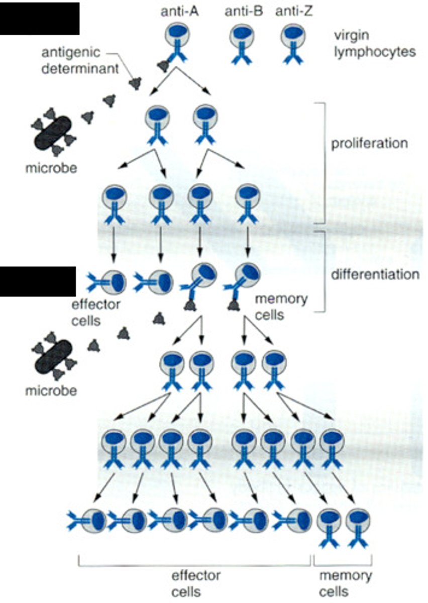 <p>active immunity</p>