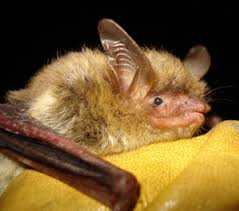 <p>Mammalia, Chiroptera, Vespertilionidae</p>