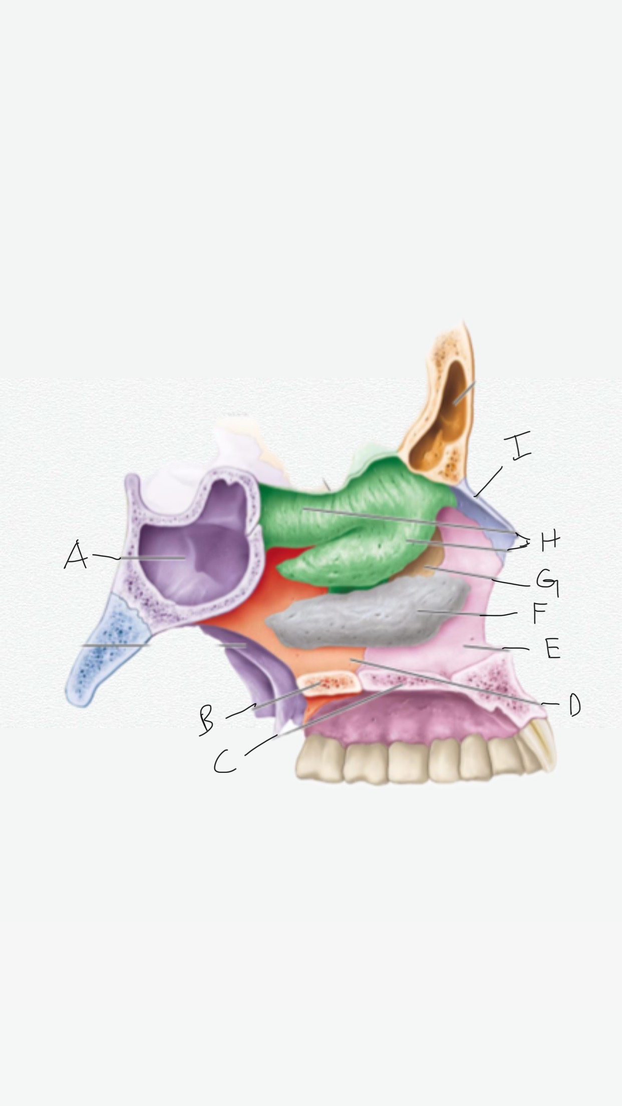 <p>B</p>