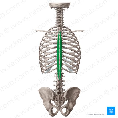 <p>spinalis nerve</p>