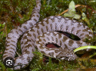 <p><span><span>Unterwallis &amp; Genferseebecken - seltenste Schlange CH</span></span></p>