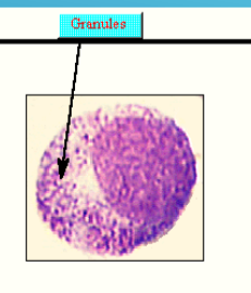 <p>cell, description</p>