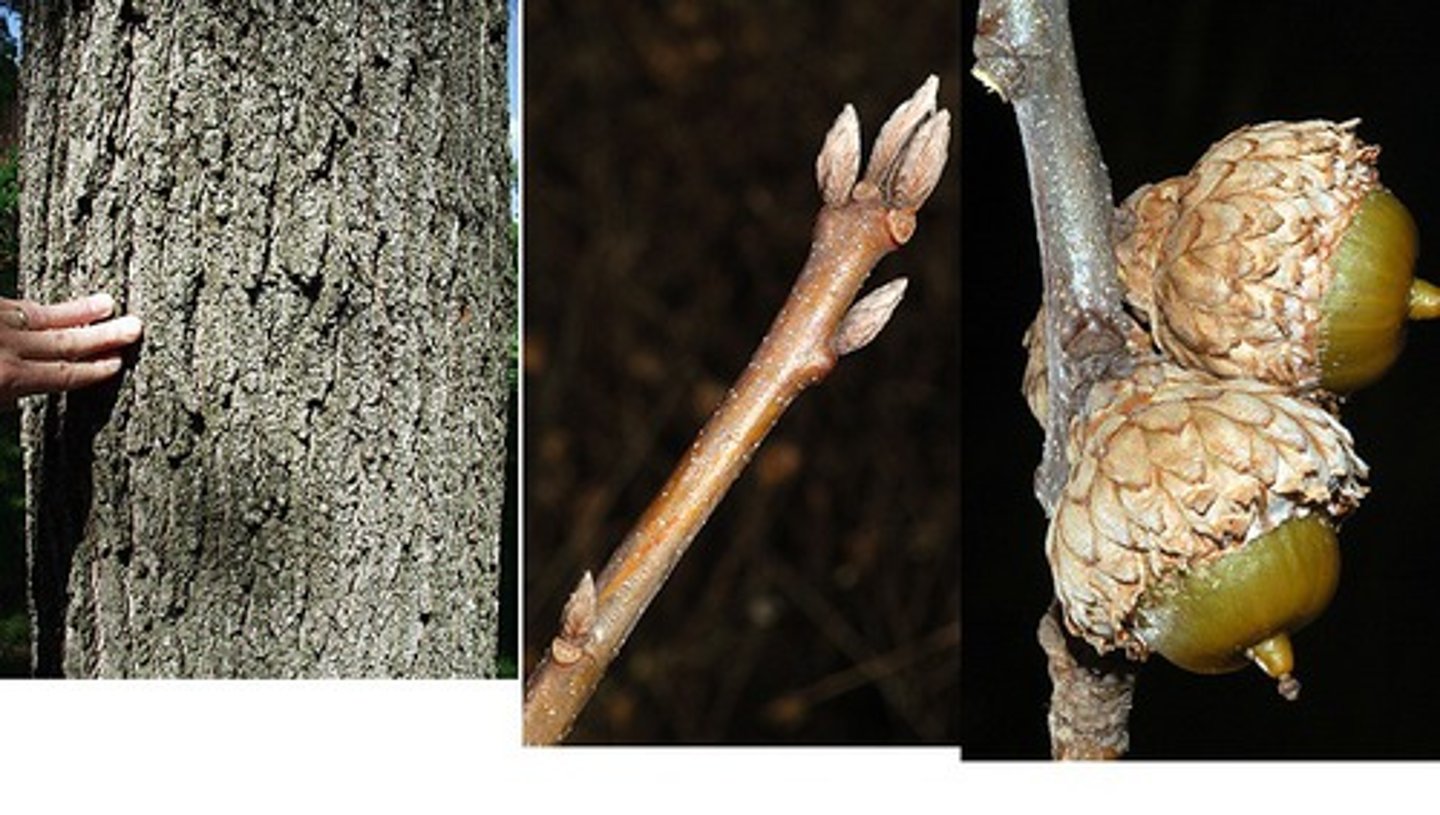 <p>black oak</p><p>Family: Fagaceae</p>