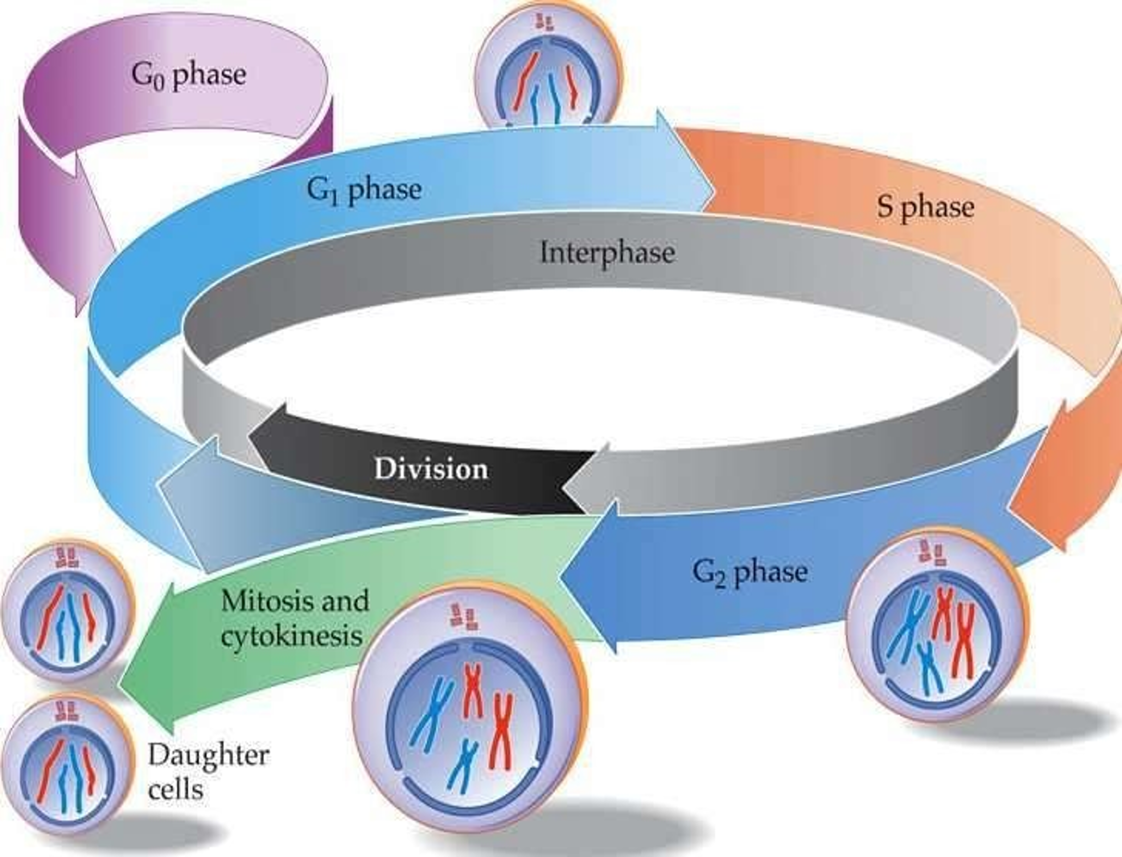 <p>Foto del ciclo de la interfase.</p>