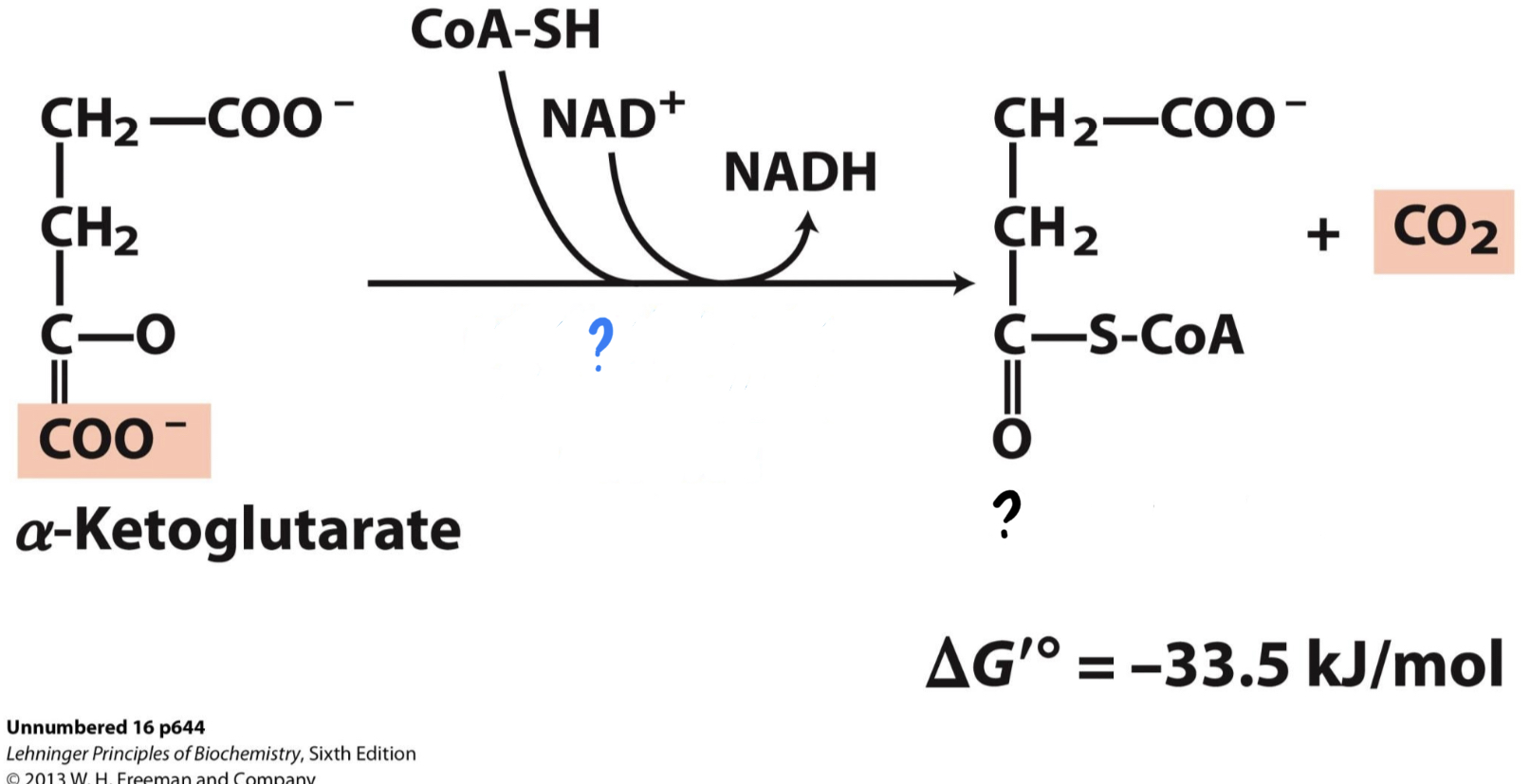 <ul><li><p><u>Another CO2 is lost, and the resulting compound is oxidized, reducing NAD+</u></p><p><u>to NADH.</u> The remaining molecule is then attached to coenzyme A by an unstable bond.</p></li></ul>