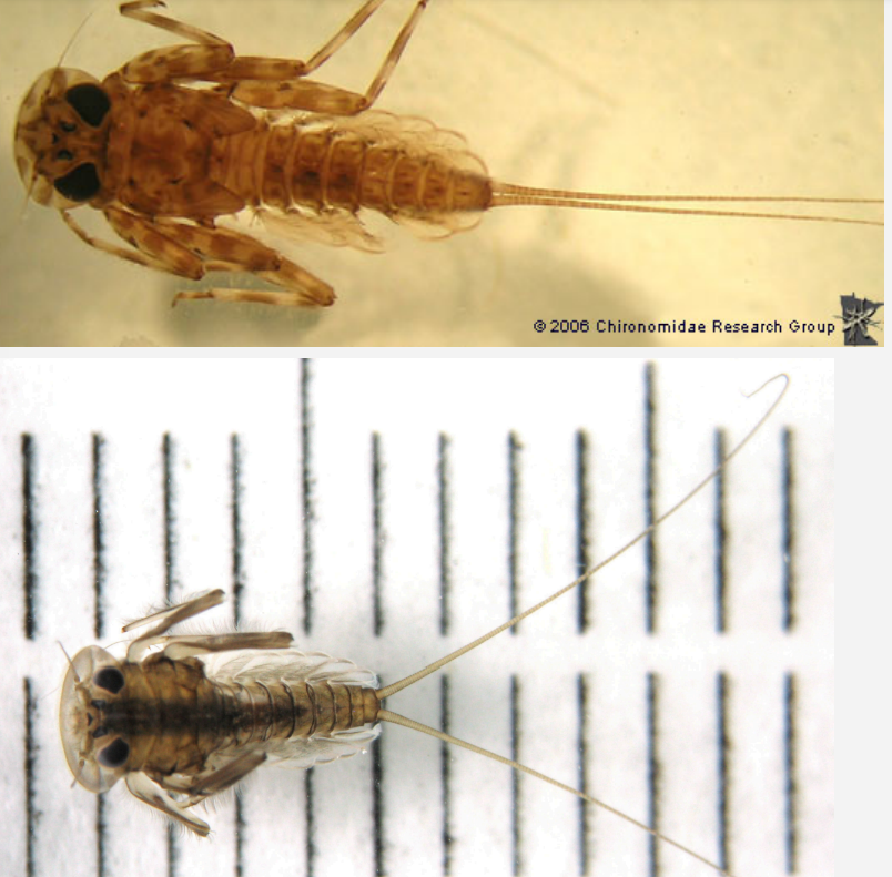 <ul><li><p>'Flat-headed Mayflies'.</p></li><li><p>Characterized by a flat head that protrudes laterally</p></li><li><p>Typically possess small gills along each side and may have only two cerci at the rear.</p></li></ul><p></p>