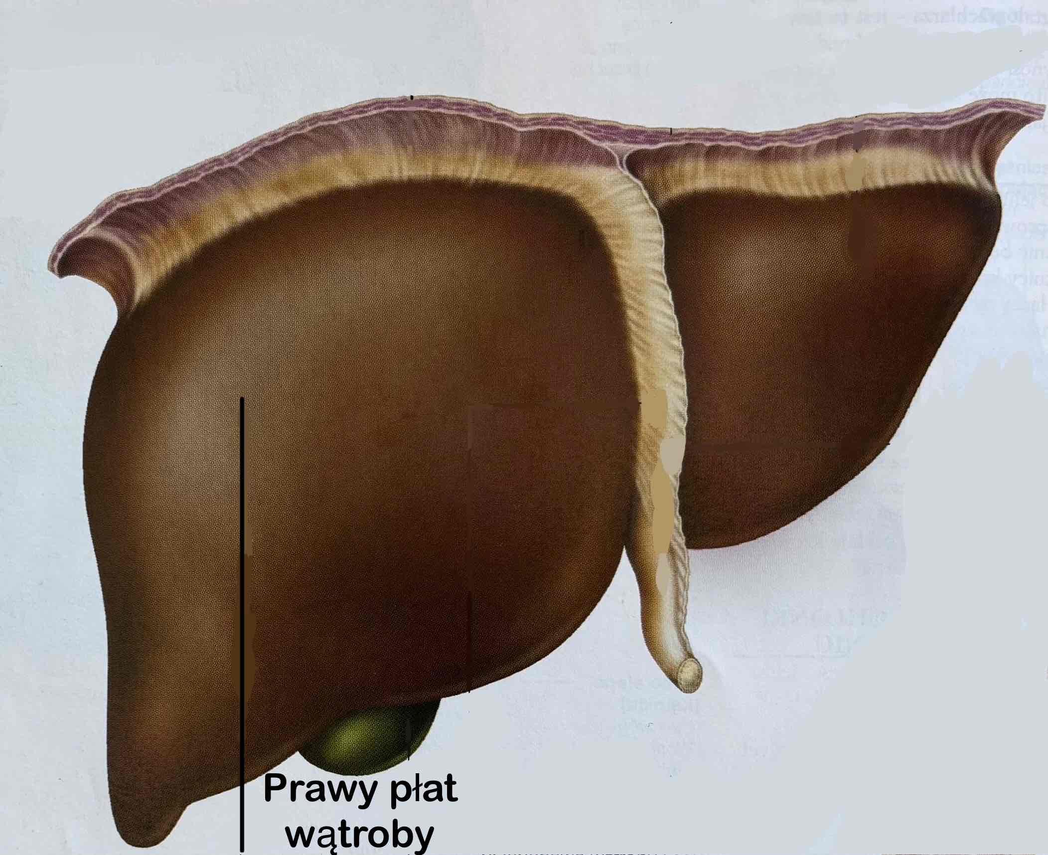 <p>Prawy płat wątroby</p>