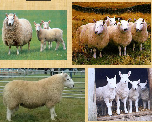 <p>what breed is this </p>