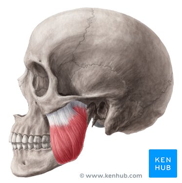 <p>Masseter</p>