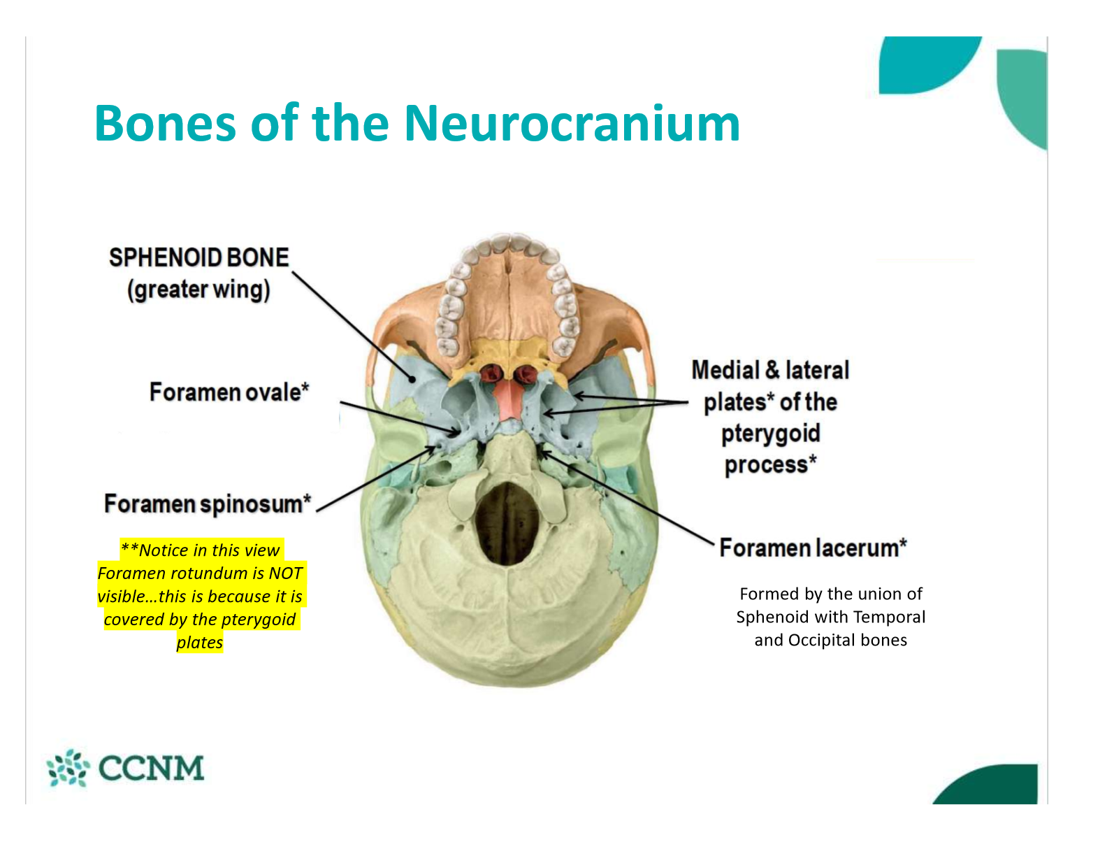 <ul><li><p>inferior/posterior </p></li></ul><p></p>
