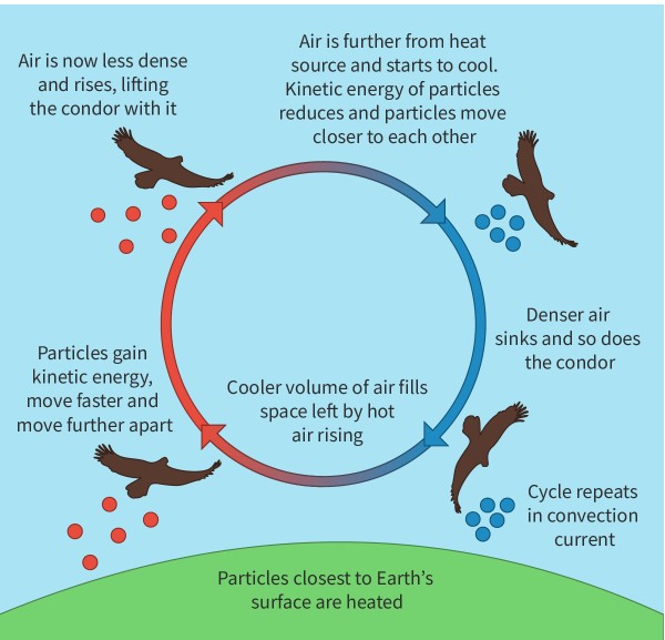 <p><span>The transfer of thermal energy due to the mass movement of molecules. Occurs best in liquids and gasses as molecules can move freely</span></p><ul><li><p><span>Thermal energy is supplied to one part of the fluid.</span></p></li><li><p><span>This energy is transferred to the kinetic energy of the particles closest to the heat source, and they start to move faster.</span></p></li><li><p><span>They collide with neighbouring particles more energetically, so the particles spread further apart.</span></p></li><li><p><span>This part of the fluid is now less dense and therefore rises. A cooler, denser, volume of particles&nbsp;moves into the space.</span></p></li><li><p><span>This process repeats in a continuous cycle known as a convection current.</span></p></li></ul><p></p>