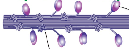 VOCAB: MYOSIN MYOFILAMENTS