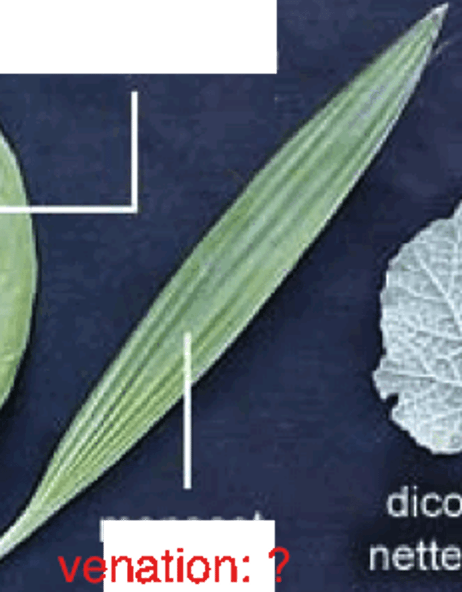 <p>a parallel arrangement of veins; typical of the leaves of monocots</p>