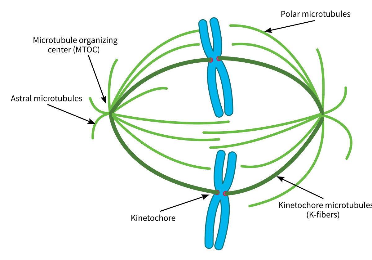 <p>Bind to microtubular proteins during metaphase → causing Mitotic Arrest </p><p>The cell cannot divide, and dies when making the attempt</p><p></p>