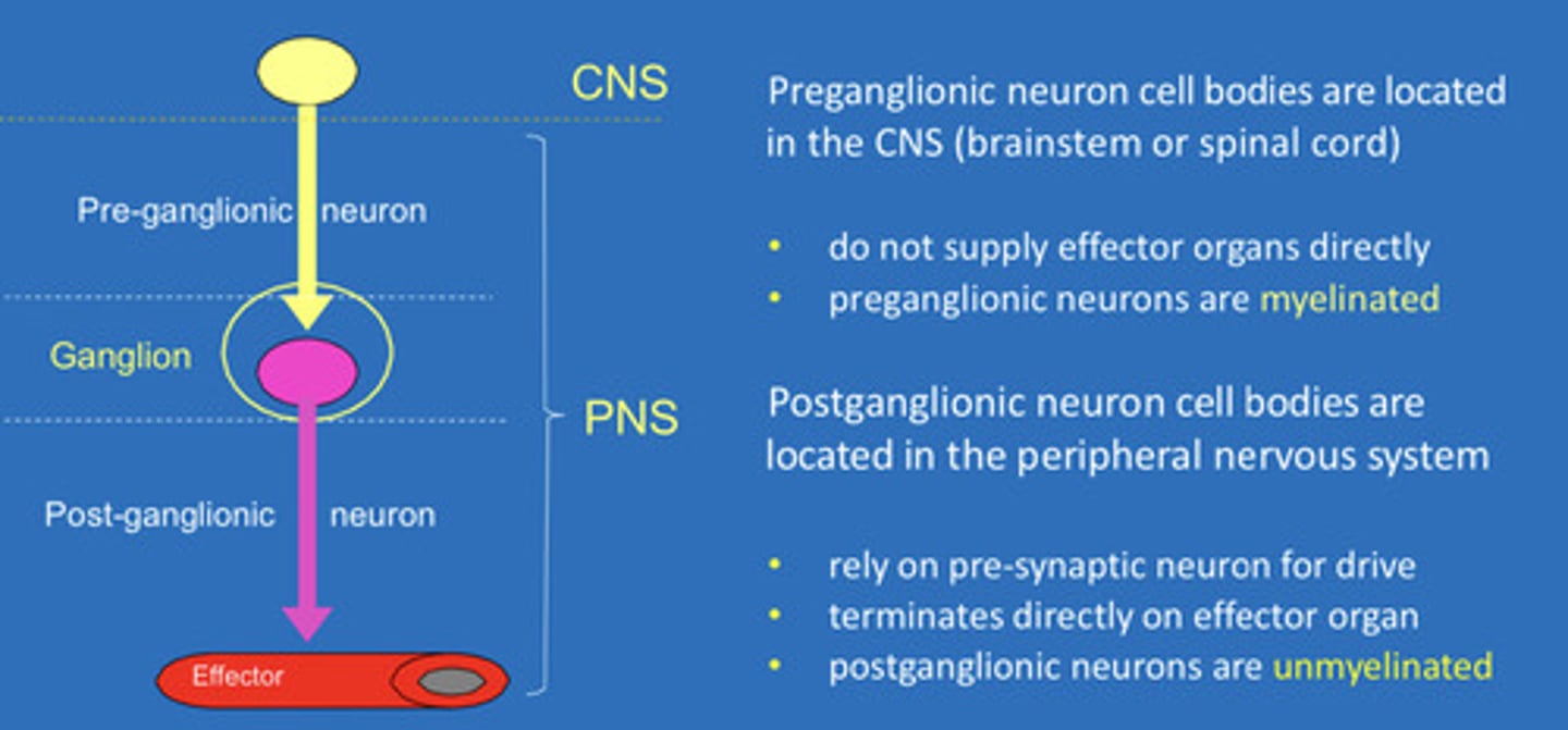 <p>Preganglionic neuron cell bodies are located in the CNS. They do not supply effector organs directly. Preganglionic neurons are myelinated</p>