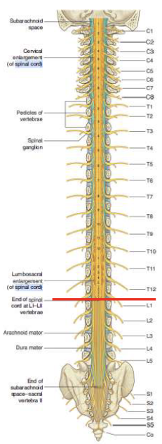 <p>in the adult, the spinal cord typically ends between vertebrae L1 and L2</p>