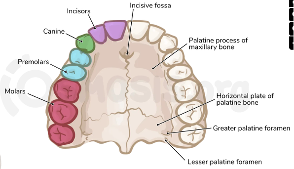 knowt flashcard image