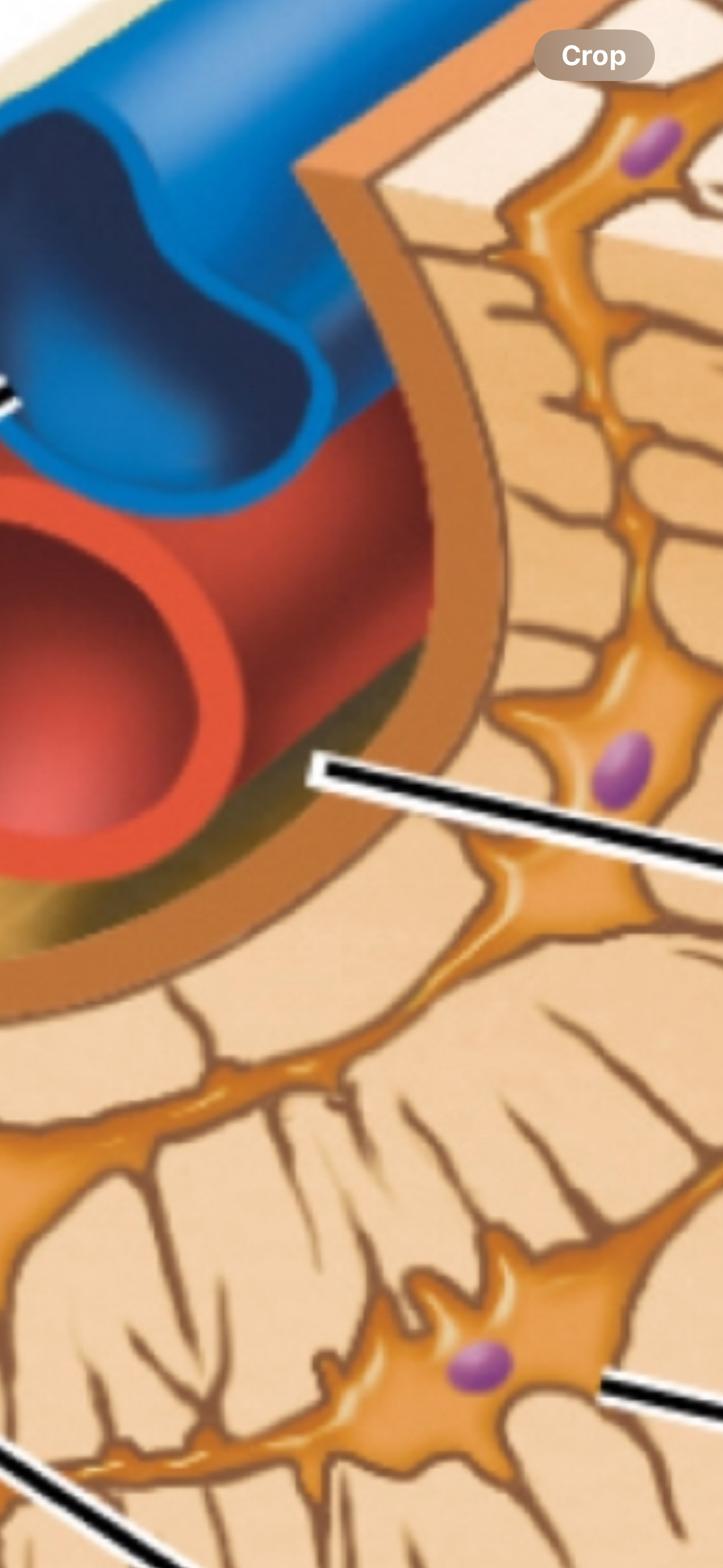 <p>The central canal that runs through the osteon and contains blood vessels and nerves.</p>