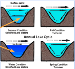 nutrients up, oxygen down
thermocline: uneven temperature distribution in lake