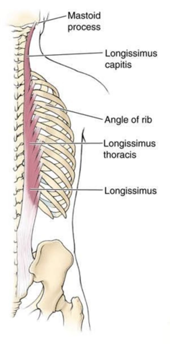 <p>Attachments: Sacrum/lumbar vertebrae/iliac crest to medial ribs/mastoid process. Action: Bilaterally extends; unilaterally laterally bends vertebral column. Innervation: Posterior rami of C1-L5.</p>