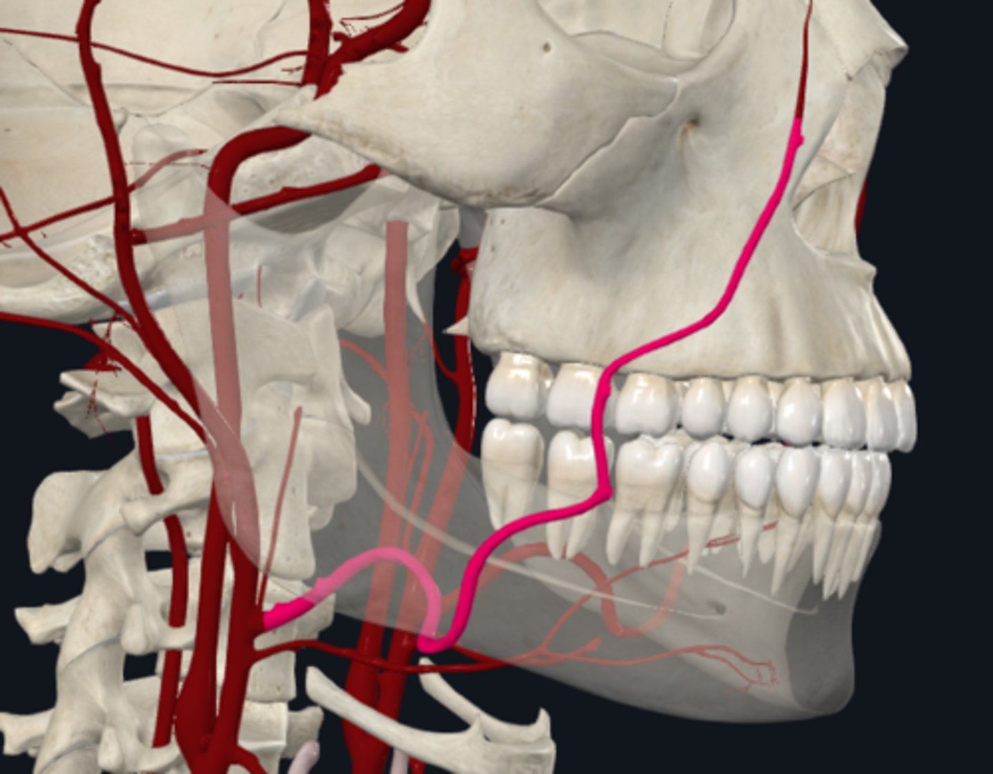 <p>What does the facial artery (anterior) of the external carotid artery supply? </p>