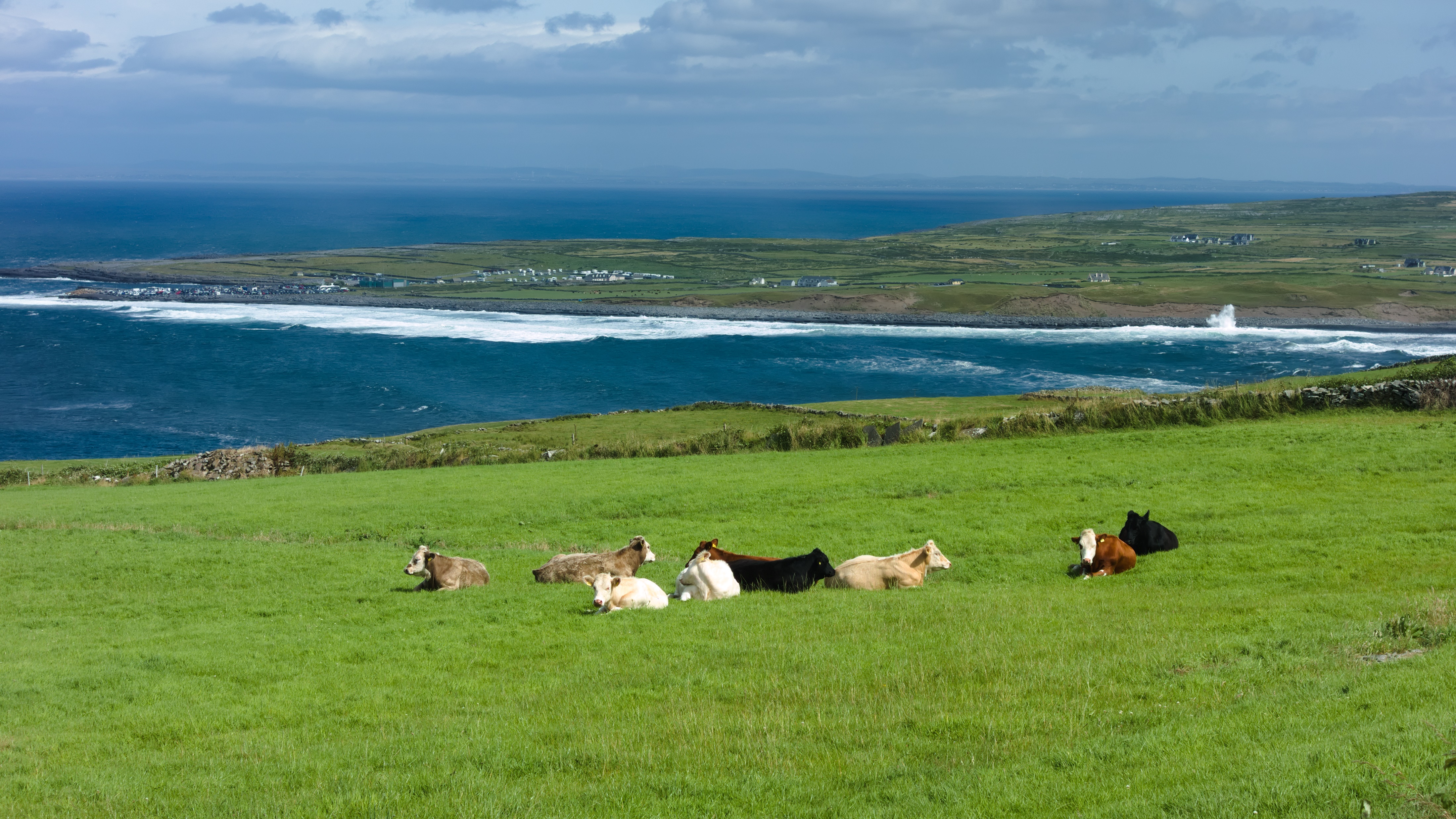 <p><span>Agent: </span><em><span>Brucella melitensis</span></em></p><p>Zoonosis- transmitted from animals to humans</p><p><span>-Transmitted through handling of infected animals or unpasteurized milk</span></p><p><span>Symptoms: </span><strong><span>Undulant fever,</span></strong><span> sweating, chills, headache</span></p>