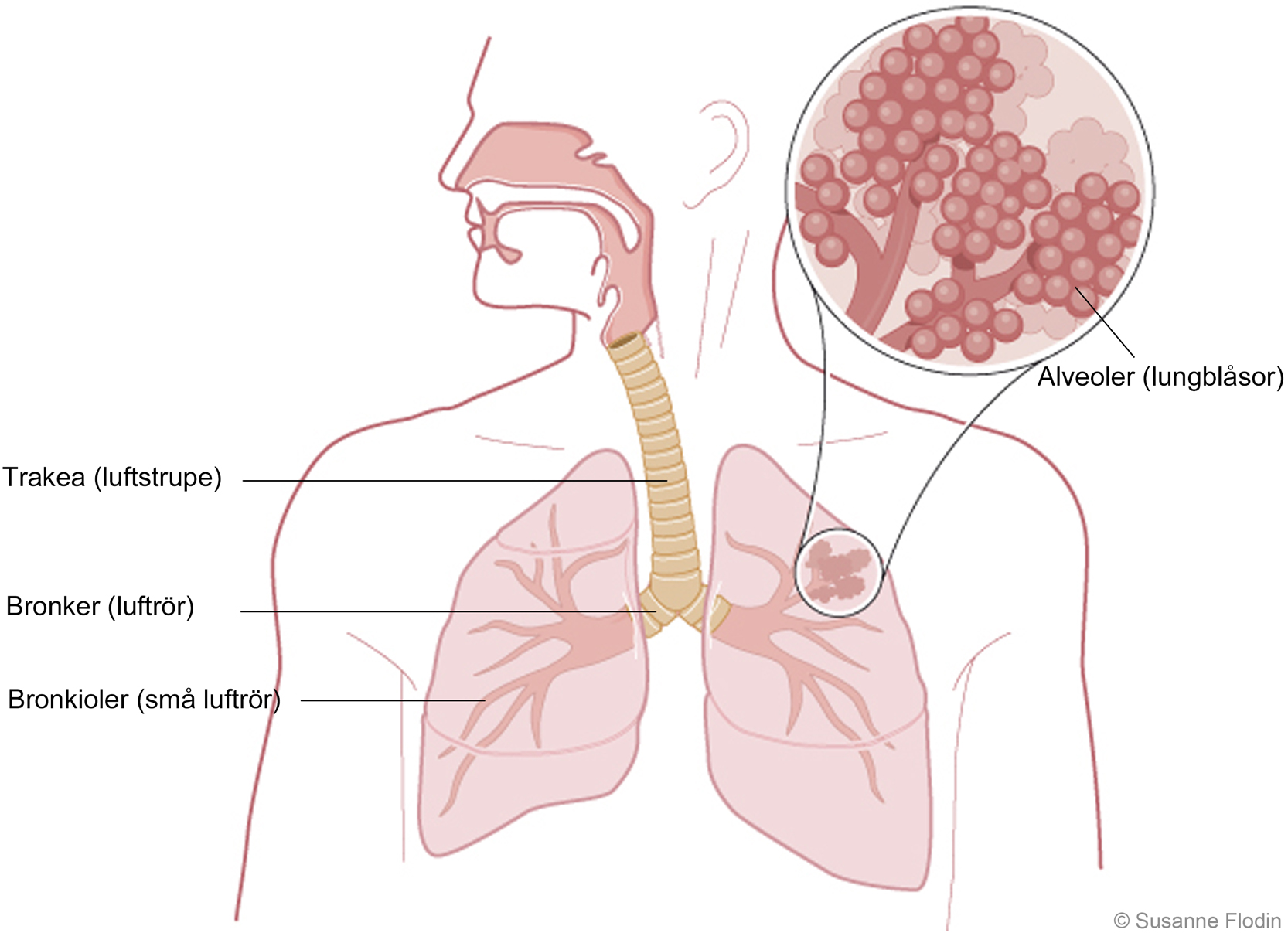 Alveoler