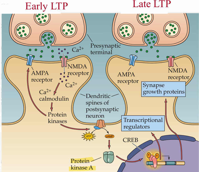 <p>Protein kinase A is produced which initiates CREB, induce synapse growth proteins</p>