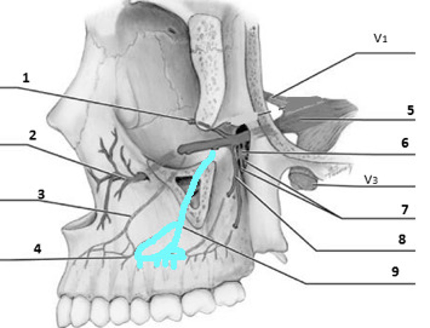 knowt flashcard image