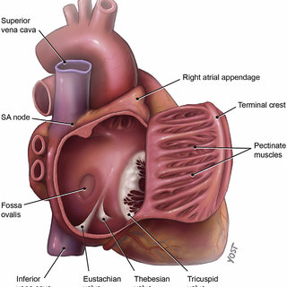 * the endocardial lining of atria