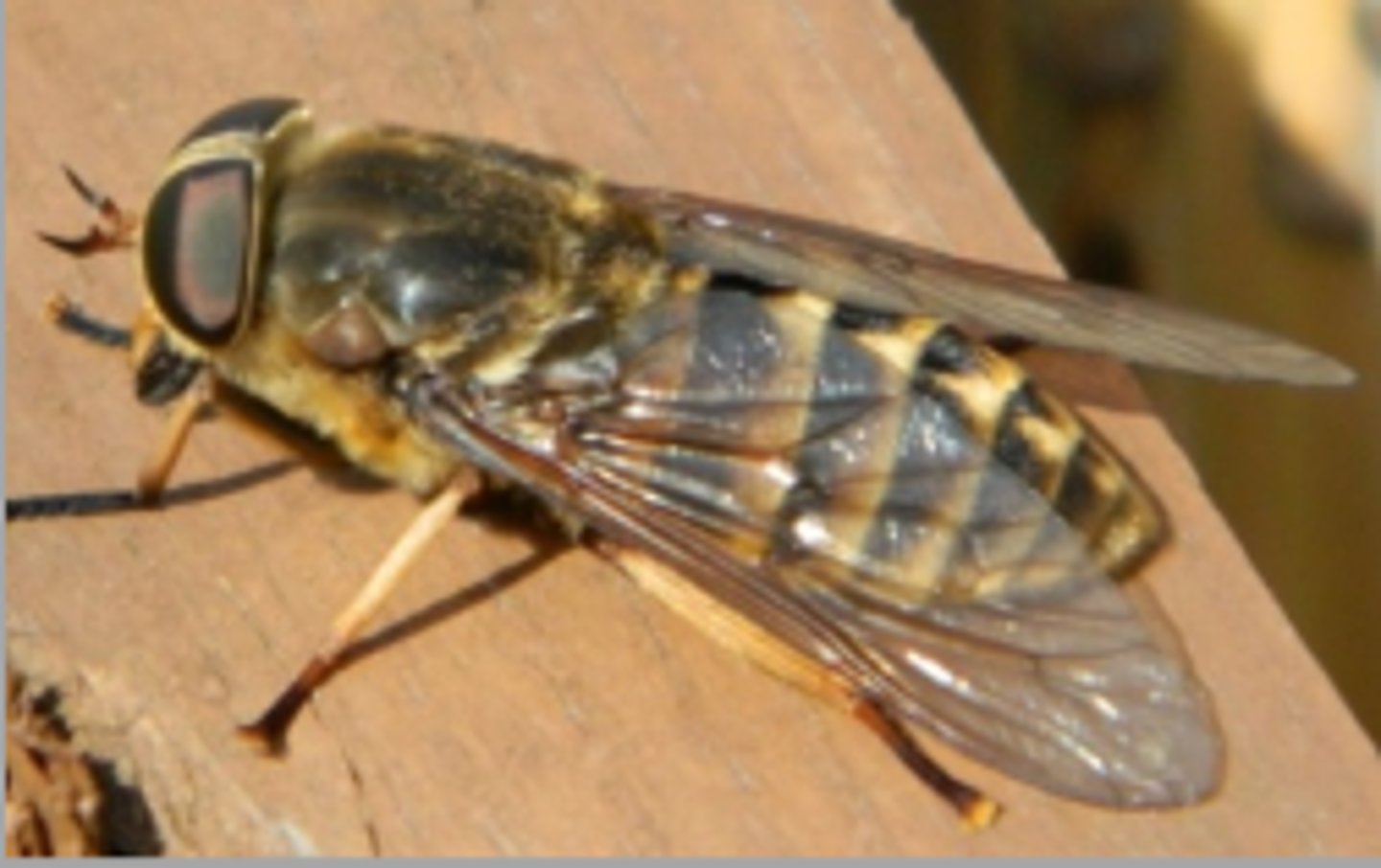 <p>Flies like this were found buzzing around the horses at the DVTC and painfully biting them. What stage of this fly is considered parasitic?</p>