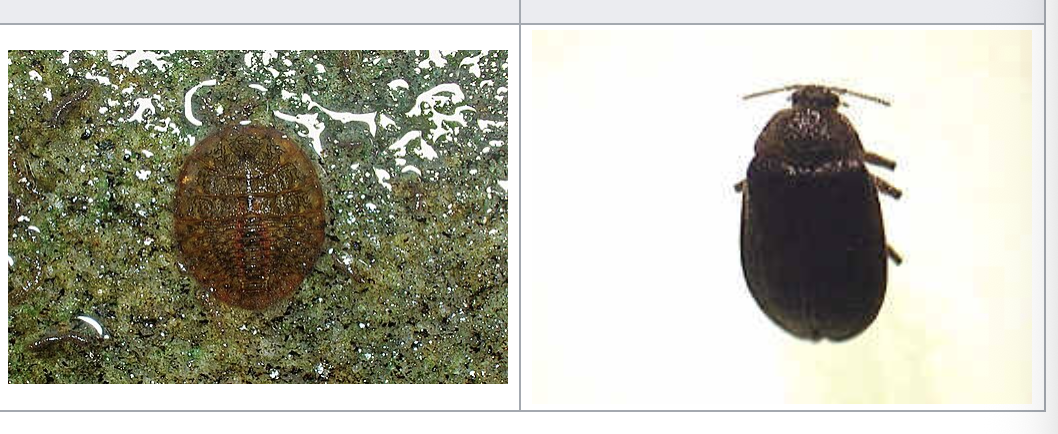 <p>importance: C1, fast-moving, O2 rich waters</p><p>ecology: eaten by fish and insects</p><p>life: CM, larvae look like rocks, live on land as adults</p><p>feeding: herbivorous</p>