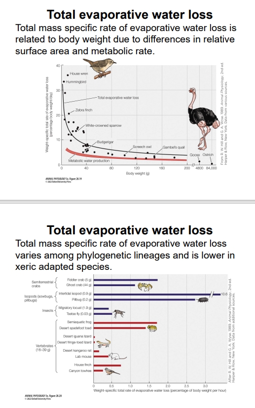 <ul><li><p>The rate of specific evaporative water loss is connected to an organism's body weight, driven by relative surface area (smaller animals have larger surface area-to-volume ratios, thus higher relative loss) and metabolic rate.</p></li><li><p>Rates vary among different species and are notably lower in organisms adapted to dry environments (xeric adaptations), which have evolved specialized physiological and behavioral mechanisms to conserve water.</p></li></ul><p></p>
