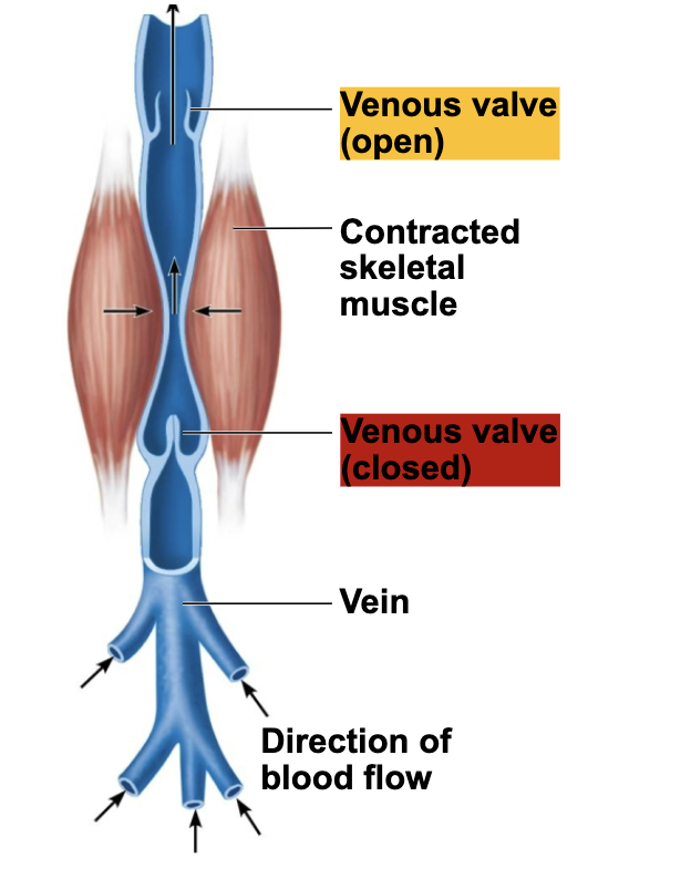 <ol><li><p>Veins carry blood from the capillary beds toward the heart</p></li><li><p>Along the route, the diameter of successive venous vessels increases, and their walls gradually thicken as they progress from venules to larger and larger veins</p></li></ol><p></p>
