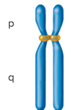 <p>The centromere is significantly off center but not at the end</p>