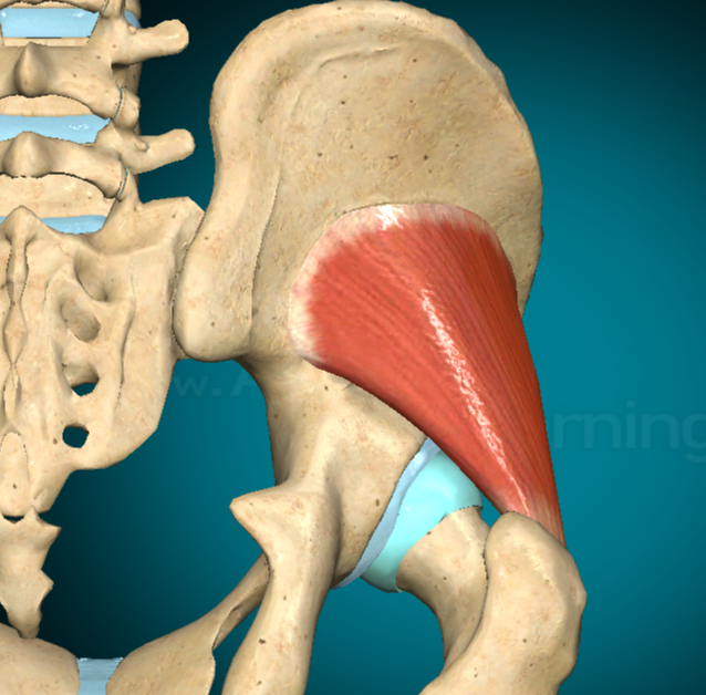 <p><strong>MUSCOLO PICCOLO GLUTEO</strong></p>