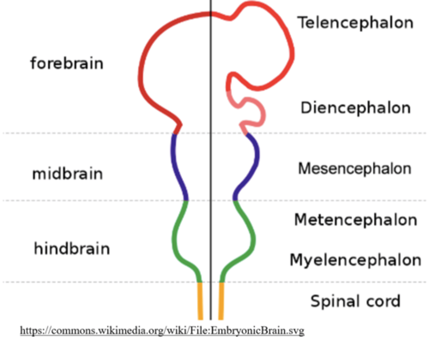 <p>telencephalon and the diencephalon</p>