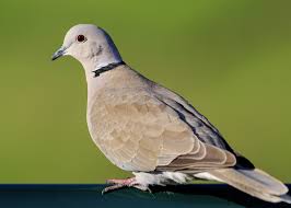 <p>What bird is this?</p>