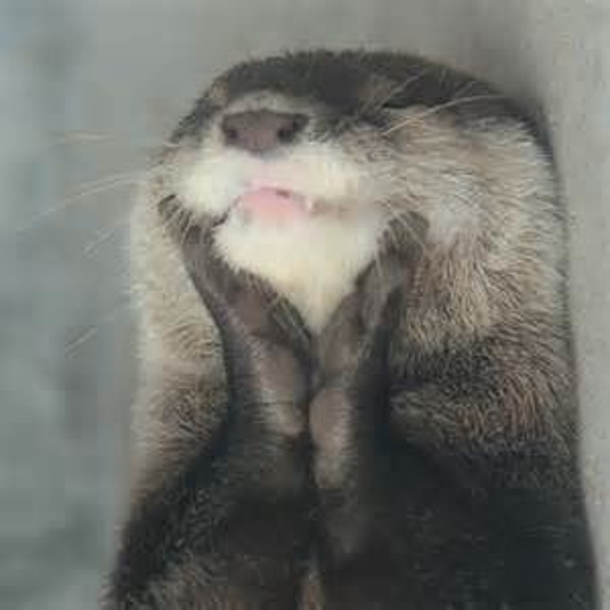 <p>Delighted; Pleased to meet you.</p>