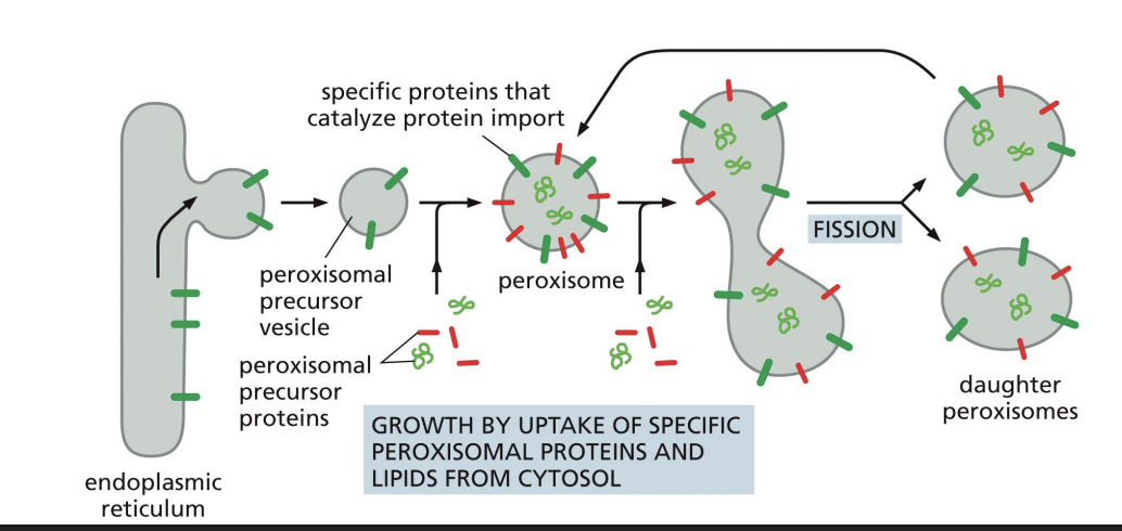 <p>Peroxisome precursors bud from ER with some peroxisomal membrane proteins that contain a membrane Peroxisomal Transport Signal (mPTS).</p><p></p><p>can go into fission and produce daughter</p><p></p><p>membrane protein comes from er and lipids from cytosol </p>