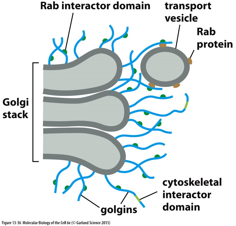 **golgins**: tethering proteins on the cisternae

* form a mesh that keeps transport vesicles from floating away
* vesicles can’t “jump ahead”
