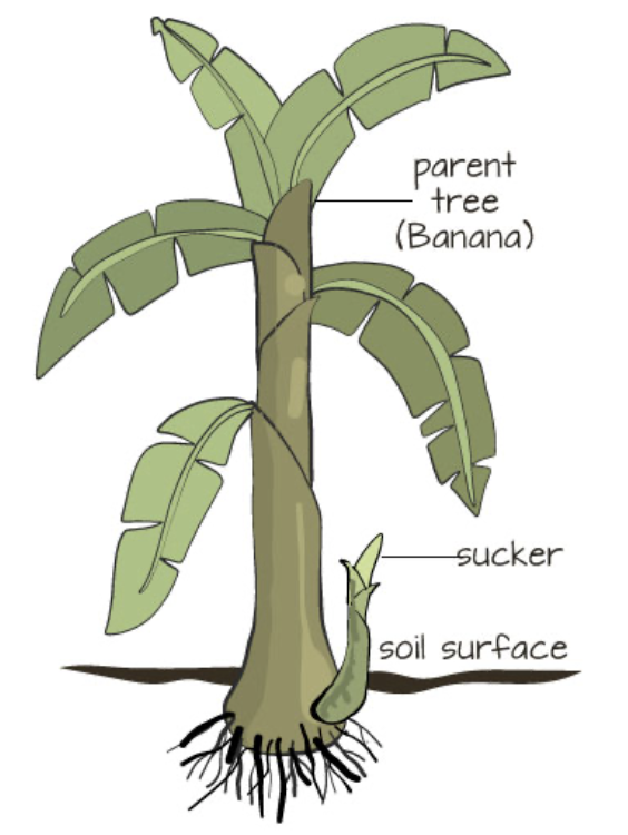 <p>what are suckers and an example?</p>