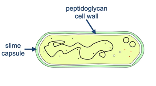<p>What does the slime capsule produced by some bacteria outside the cell wall help with?</p>