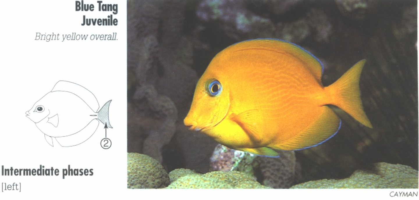 <p><span>JUVENILE: Bright yellow overall.&nbsp; INTERMEDIATE: Blue head and body. 2. Yellow tail.</span></p>