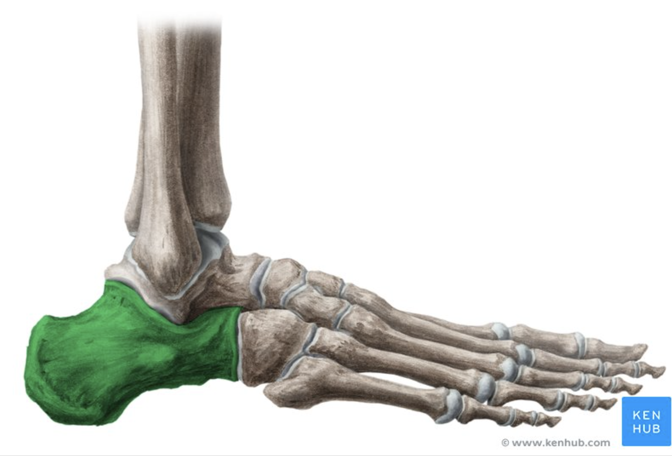 <p>What is this bone? </p>