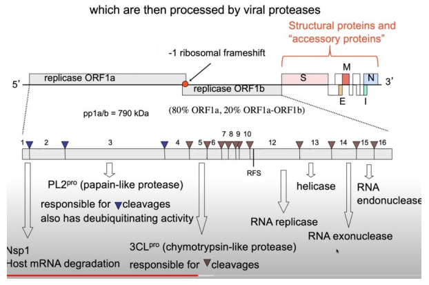 * (+) strand RNA virus
* 30 kb (largest RNA genome virus family)
  * Only 7 cause significant human disease
* 2 ORFs (1a: normal protein | 1b: frameshifting)
  * ORFs are replicases that encode replication proteins
  * 2 viral proteases cleave these into smaller units
* Subgenomic mRNAs make structural/accessory proteins
  * S = spike | E = envelope | N = nucleocapsid | M = matrix