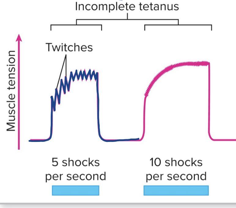 <p>Partial dissipation of tension between stimuli</p>